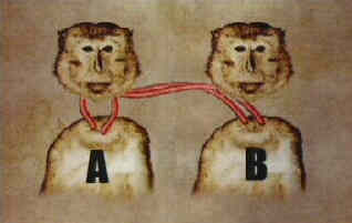 Monkey Heads
